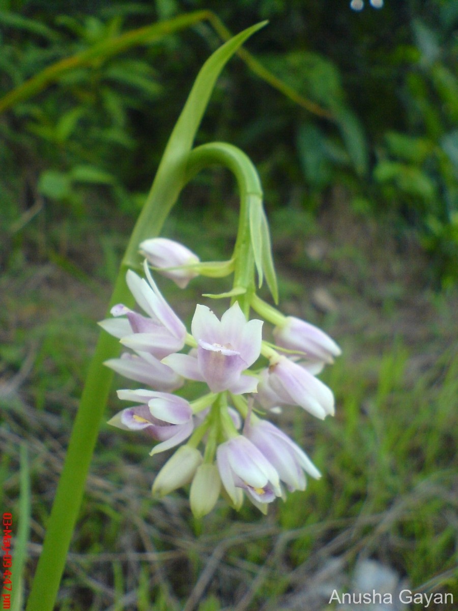 Geodorum densiflorum (Lam.) Schltr.